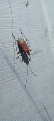 Leptocoris