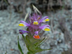 Melampyrum barbatum