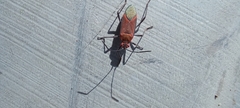 Leptocoris