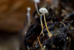 Strobilurus conigenoides