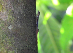 Sphenomorphus scotophilus