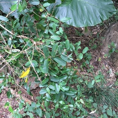 Cryptolepis sinensis