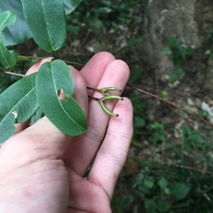 Cryptolepis sinensis