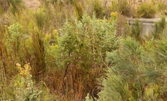 Cliffortia reniformis