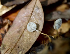 Strobilurus conigenoides