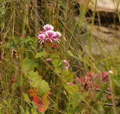 Pelargonium cordifolium