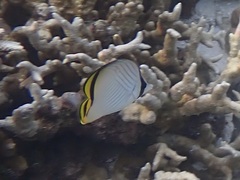 Chaetodon vagabundus