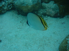 Chaetodon vagabundus
