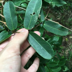 Cryptolepis sinensis