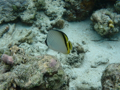 Chaetodon vagabundus