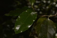 Pennantia cunninghamii