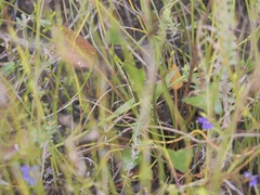 Ornduffia parnassifolia