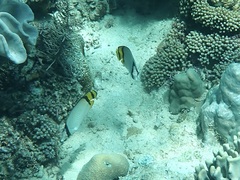 Chaetodon vagabundus