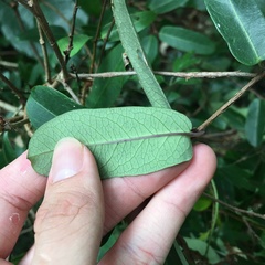 Cryptolepis sinensis