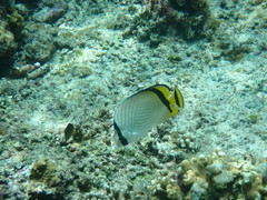 Chaetodon vagabundus