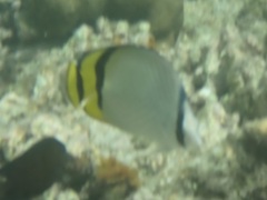 Chaetodon vagabundus