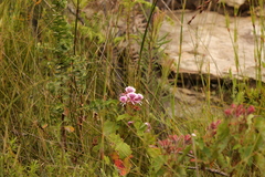 Pelargonium cordifolium