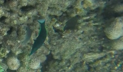 Gomphosus caeruleus