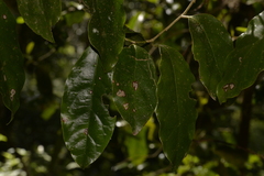 Pennantia cunninghamii