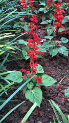 Salvia splendens