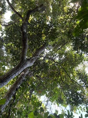 Sarcomelicope leiocarpa