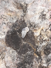 Cochlostoma tessellatum