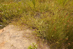 Osteospermum pyrifolium