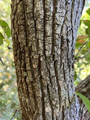 Sarcomelicope leiocarpa