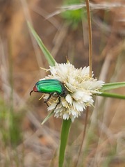 Leucocelis haemorrhoidalis