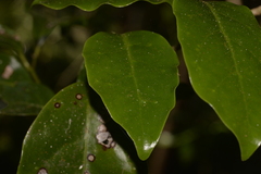 Pennantia cunninghamii