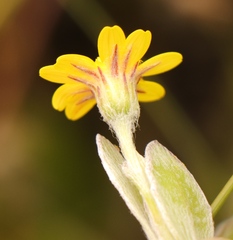 Osteospermum pyrifolium