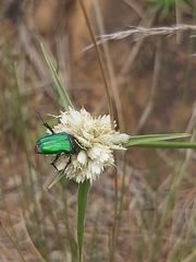 Cyperus niveus leucocephalus