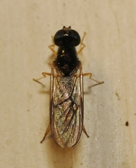 Sargus decorus