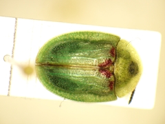 Cassida stigmatica