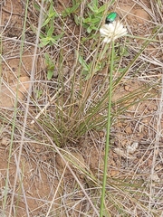 Cyperus niveus leucocephalus