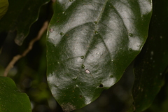 Pennantia cunninghamii