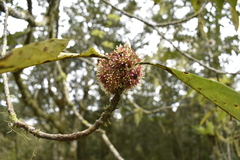 Lindera megaphylla