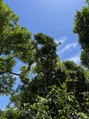 Tinadendron noumeanum