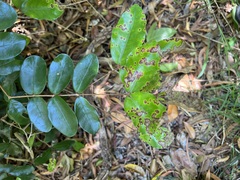 Eugenia gacognei