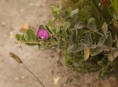 Podalyria hirsuta