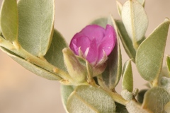 Podalyria hirsuta