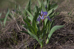 Iris glaucescens