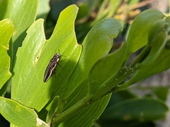 Agrilus