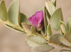 Podalyria hirsuta