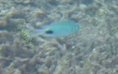 Abudefduf sparoides