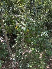 Tinadendron noumeanum