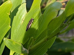 Agrilus