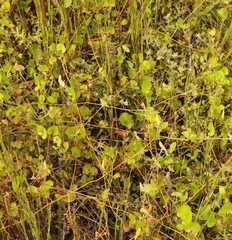 Centella eriantha