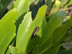 Agrilus