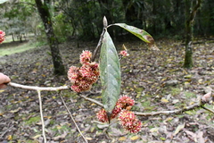 Lindera megaphylla